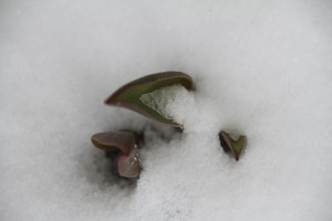 Tending Our “Gardens” or Snowfalls? of Life