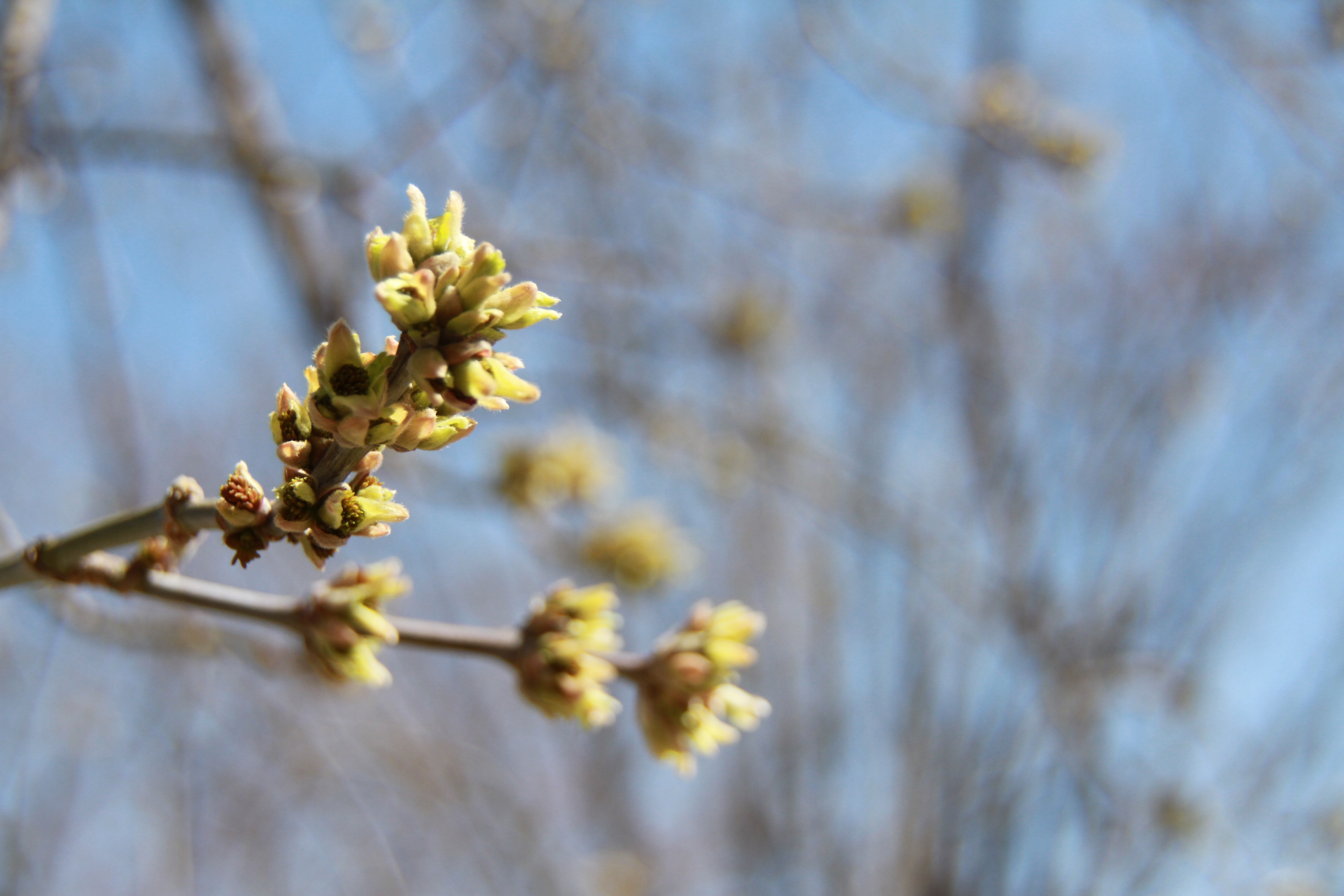 Spring is Singing